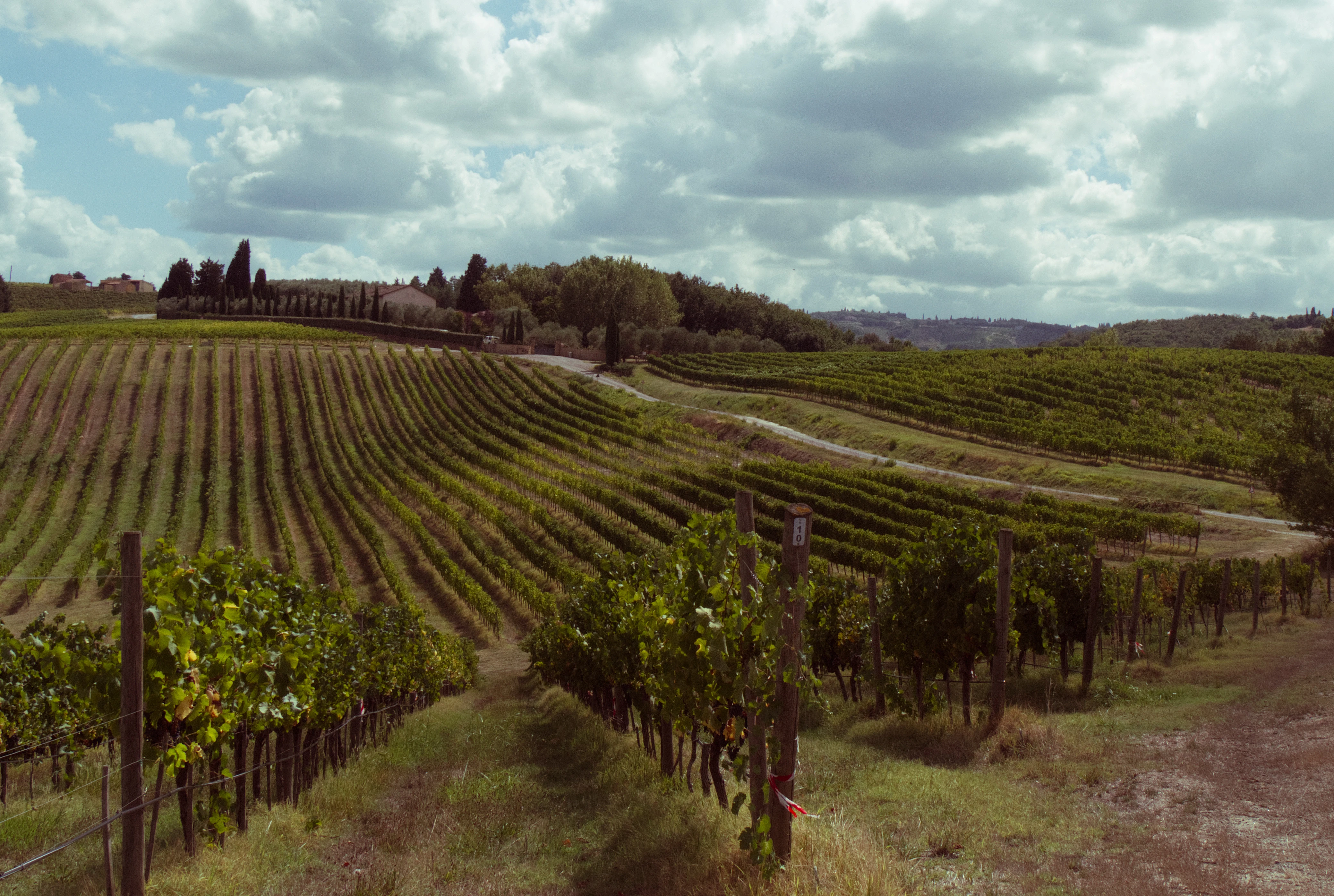 Rows of vines beneath a cloud-filled sky